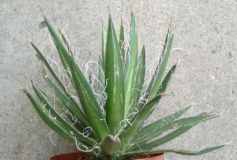 agave2.jpg