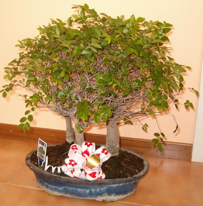 bonsai-cry-1.jpg