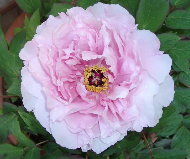 peonia05.jpg