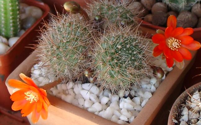 rebutia04.jpg